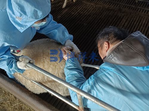 高清羊用B超仪检测绵羊妊娠
