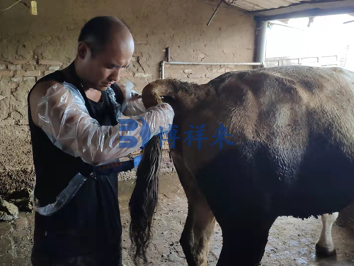 黑龙江兽医使用牛用B超机检测母牛