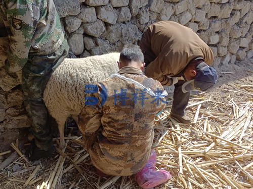 技术老师3月下旬培训测羊妊娠