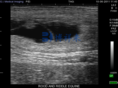 母马妊娠28天超声图像