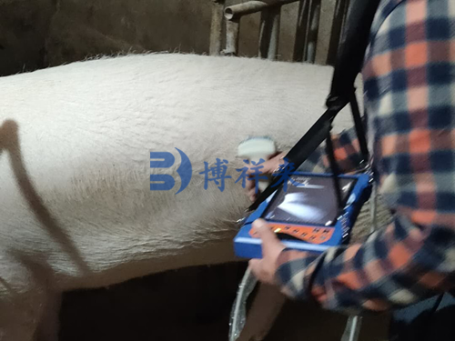 高清猪用B超机检测猪背膘眼肌面积