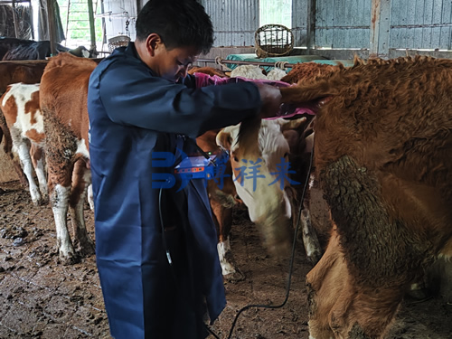 兽医客户培训牛用B超机案例