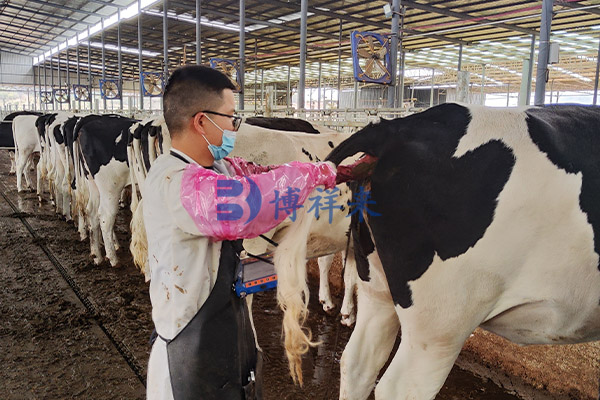 高清牛用B超机检测奶牛妊娠