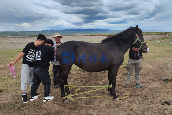 青海测马B超机测孕培训