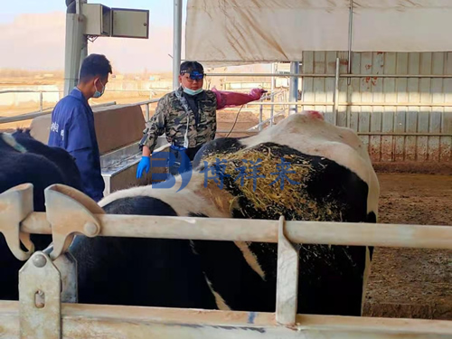 牛用B超机检测母牛的妊娠