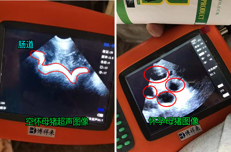 猪用B超机对母猪的超声妊娠检测