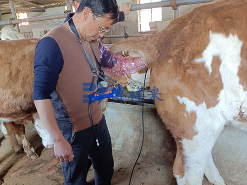 牛用B超机检测母牛卵巢