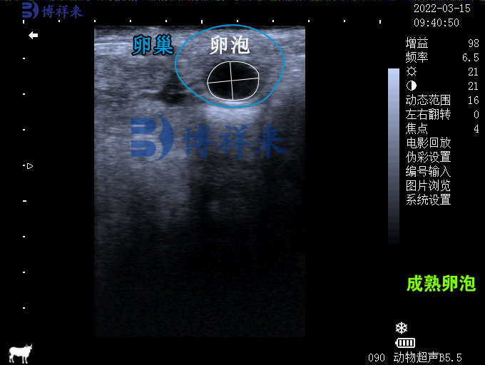牛的卵巢卵泡超声图像