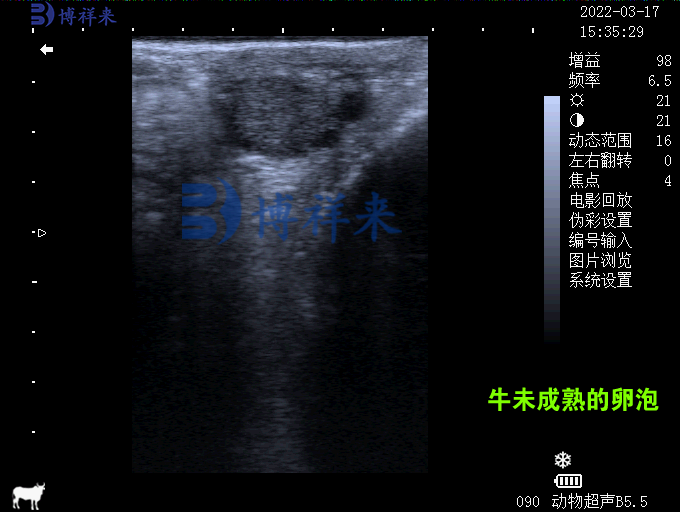 牛未成熟的小卵泡超声图