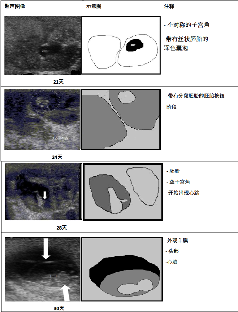 山羊的胚胎变化超声图像