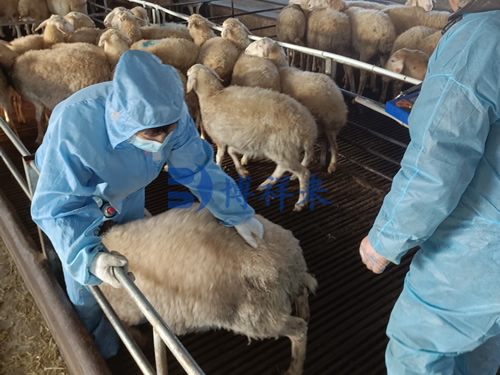 羊用B超机检测母羊妊娠胚胎