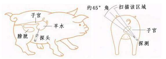 母猪测孕位置