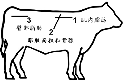 牛背膘眼肌 肌内脂肪 检测位置