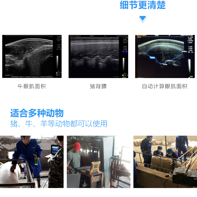 背膘眼肌面积