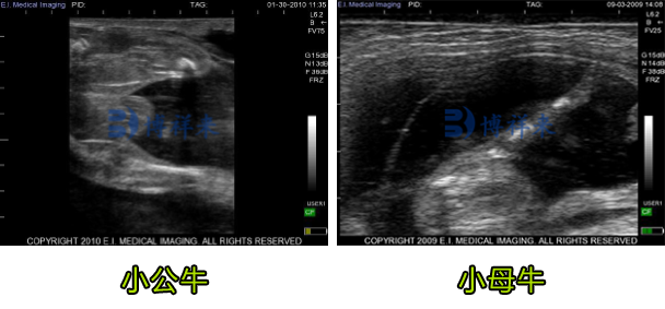 牛用B超仪测公母超声图
