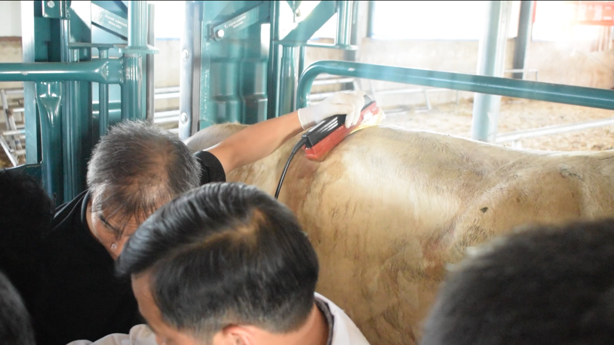 背膘仪检测肉牛眼肌面积