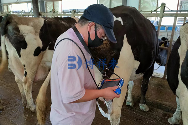 奶牛场培训牛用B超机案例