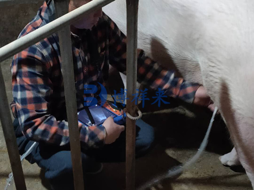 猪B超机测卵泡