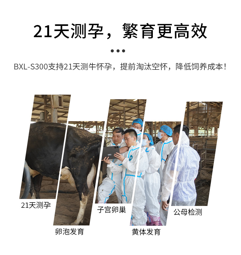 21天测牛怀孕B超机