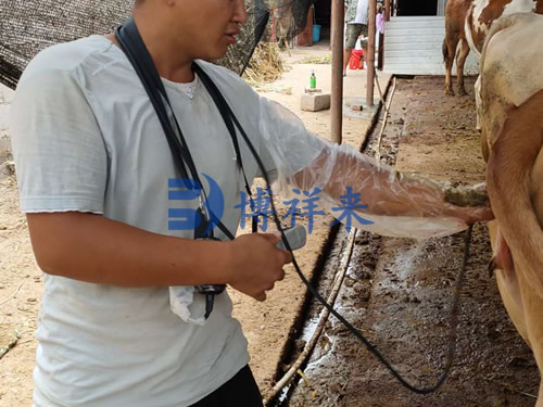 牛用B超机测母牛子宫