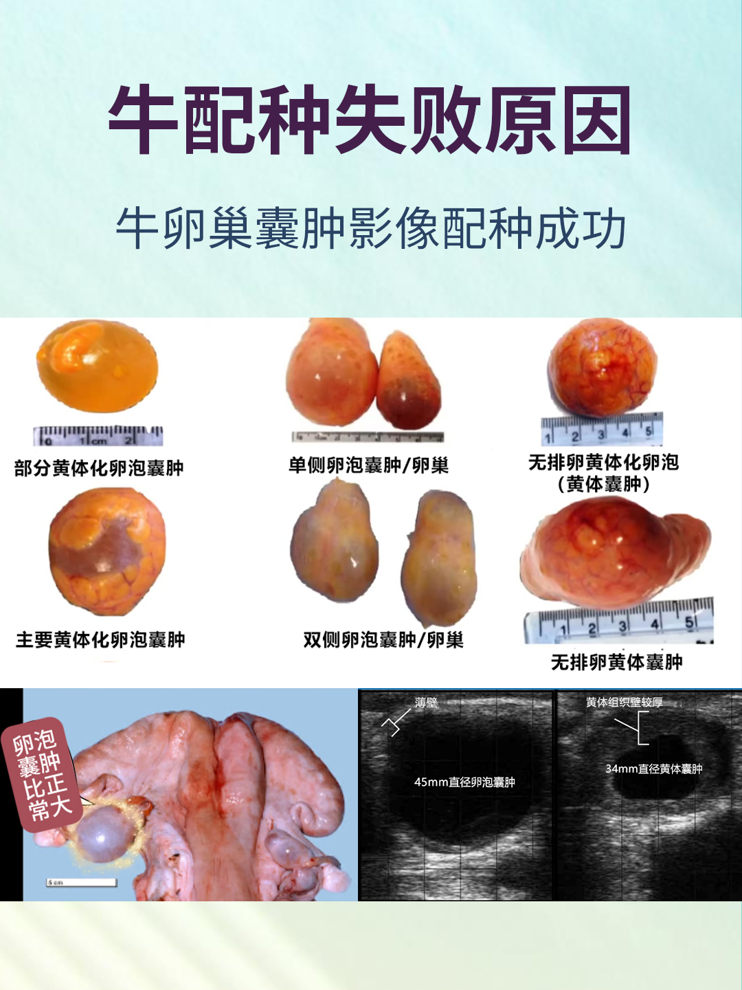 牛马B超测孕仪