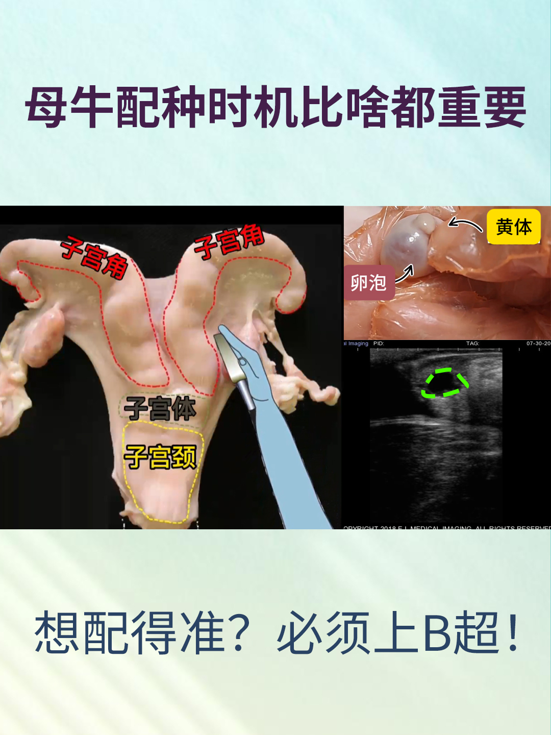 牛用B超机测卵泡发育情况