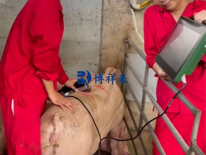 高清猪背膘眼肌测定仪