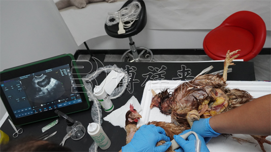B超机检测高产母鸡