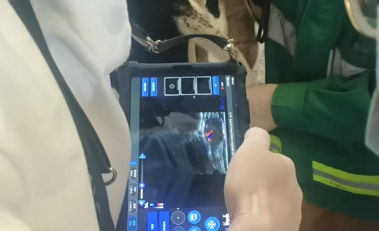 高清牛黄检测仪