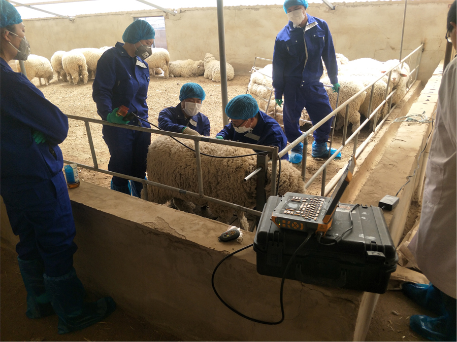 高羊用背膘仪在养殖场的应用