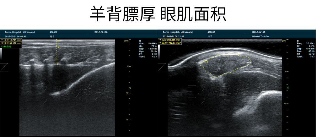 高清羊用背膘眼肌超声图像