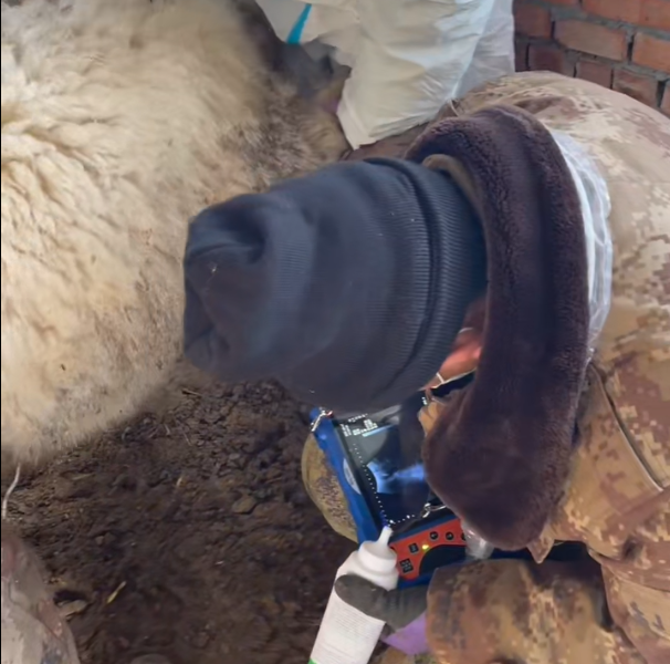 博祥来羊用B超培训案例