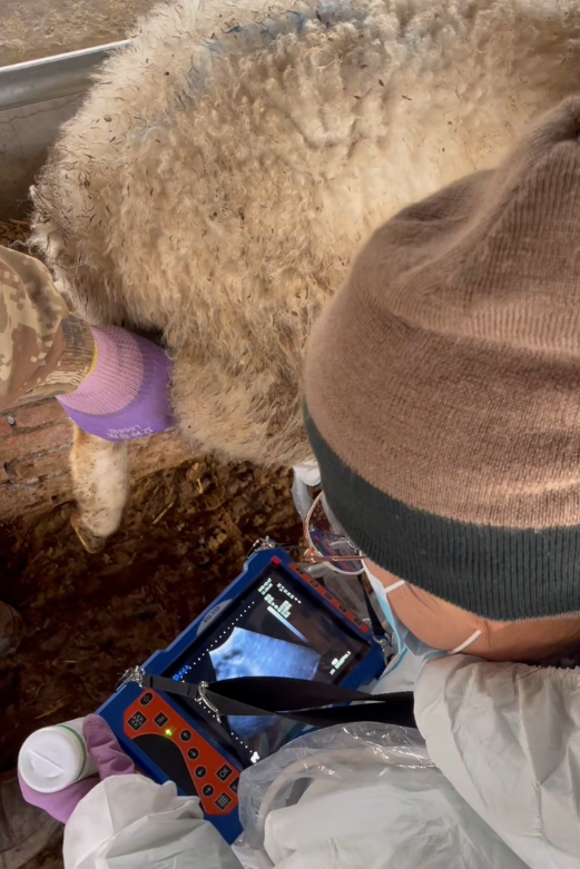 高清羊用B超机培训案例甘肃羊场