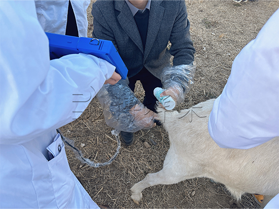 羊用B超测孕