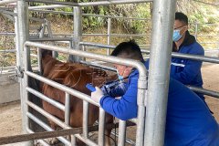 州牛场开展妊娠检测培训，BXL-V50助力一线繁殖管