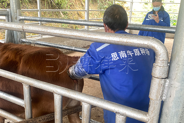思南牛原种场