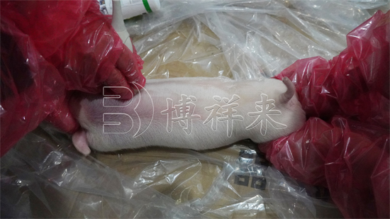 乳猪肋骨数量检测