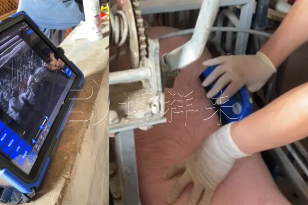 温氏集团使用BXL-S305测猪背膘眼肌面积