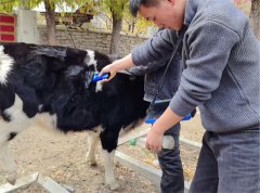 BXL-S301助力藏区牛黄与胆结石精准检测