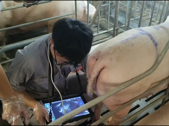 博祥来高清猪用B超测孕仪