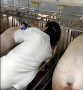技术老师到南阳牧原猪场培训猪用B超机19天测孕