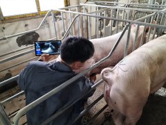 信阳猪场培训猪用B超机测母猪卵泡发育