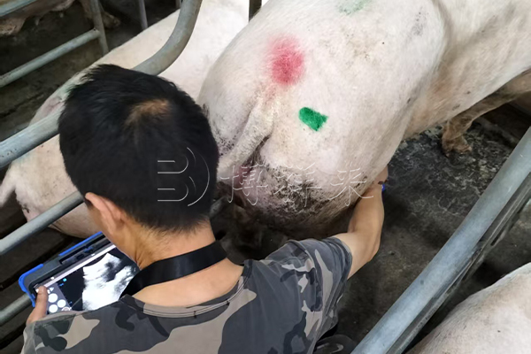 高清猪用B超机测母猪卵泡发育情况