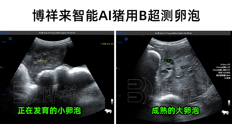 母猪卵泡发育对比超声图像